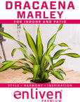 Dracaena fragrans 'Marley'