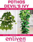 Epipremnum auruem Devil's Ivy Pothos