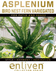 Fern Asplenium nidus Variegata - Perfectly Imperfect