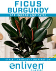 Ficus elastica Burgandy