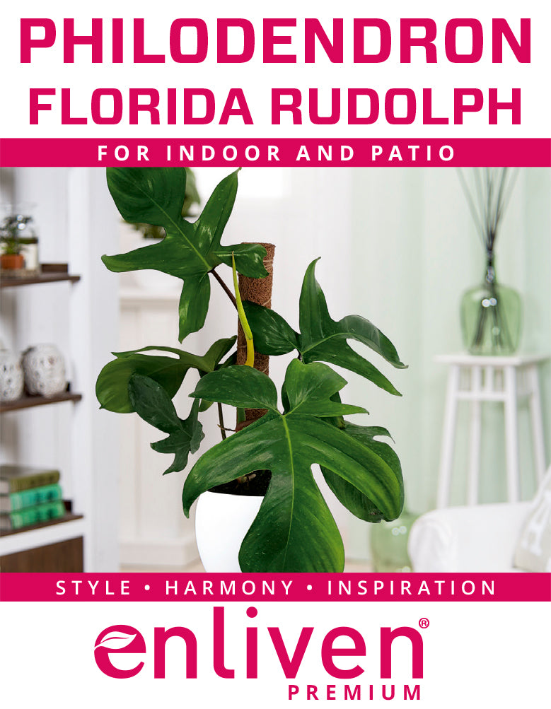 philodendron florida rudolph Philodendron pedatum Florida Rudolph