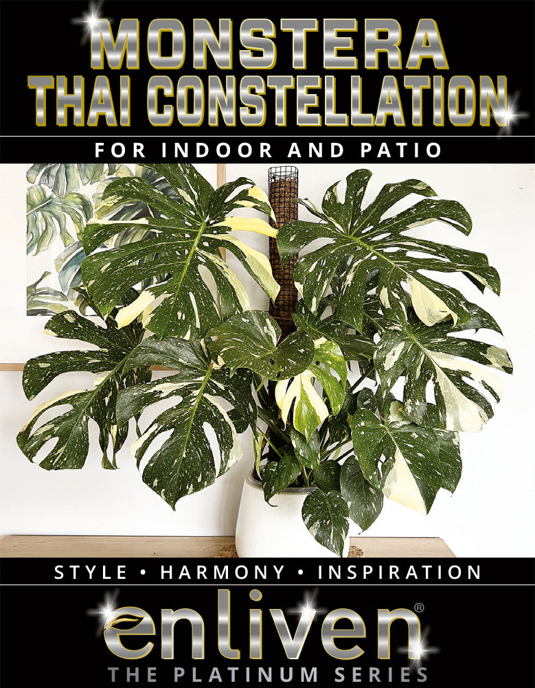 monstera thai constellation vs monstera deliciosa Monstera deliciosa Thai Constellation – Enliven Plants