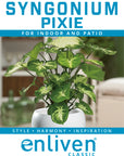 Syngonium podophyllum Pixie