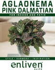 Aglaonema commutatum 'Pink Dalmation'