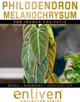 Philodendron melanochrysum Variegata