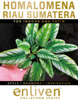 Homalomena sp Riau Sumatera