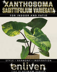 Xanthosoma sagittifolium Variegata