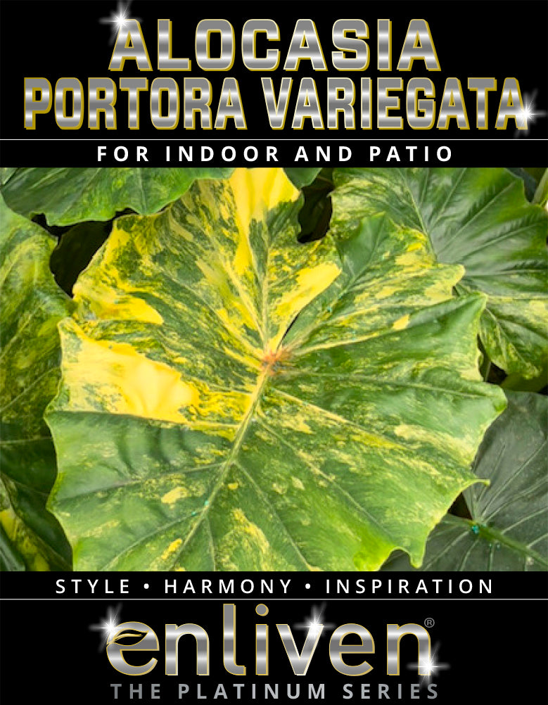 Alocasia portora Variegata
