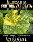 Alocasia Portora Variegata