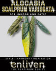 Alocasia scalprum Variegata-Bare Bottom Baby