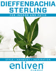 Dieffenbachia maculata Sterling