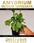 Amydrium medium Variegata - Perfectly Imperfect Plants