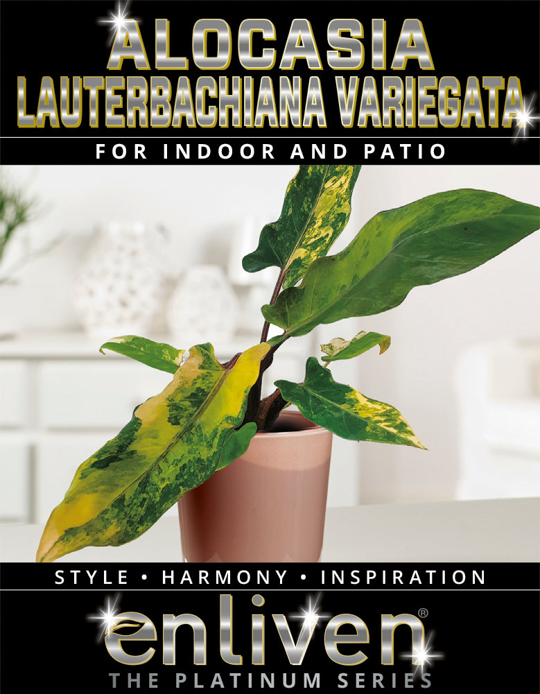 Alocasia lauterbachiana Variegata – Enliven Plants