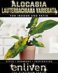 Alocasia lauterbachiana Variegata