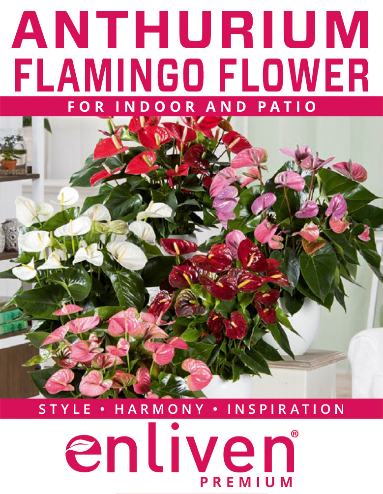 Anthurium andraeanum Flamingo Flower