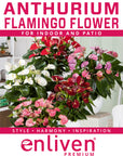 Anthurium andraeanum Flamingo Flower