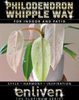 Philodendron 'Whipple Way'