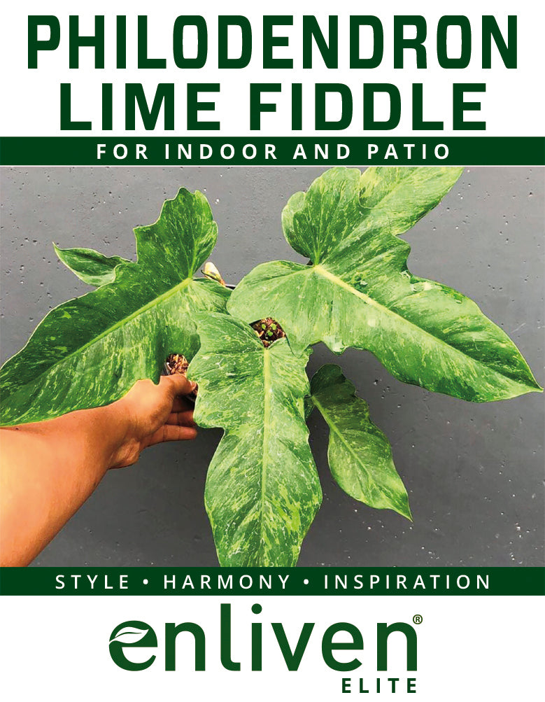 fiddle lime philodendron Philodendron minarum Lime Fiddle