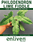 Philodendron minarum Lime Fiddle