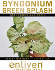 Syngonium podophyllum Green Splash