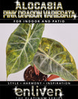 Alocasia Pink Dragon Variegata - Bare Bottom Baby