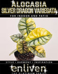 Alocasia baginda 'Silver Dragon' Variegata - Bare Bottom Baby