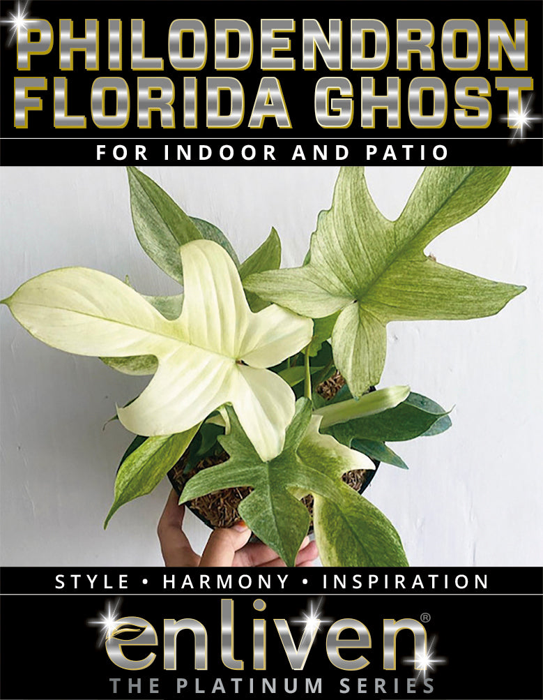 philodendron pedatum vs florida ghost Philodendron pedatum 'Florida Ghost' – Enliven Plants