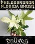 Philodendron pedatum 'Florida Ghost'