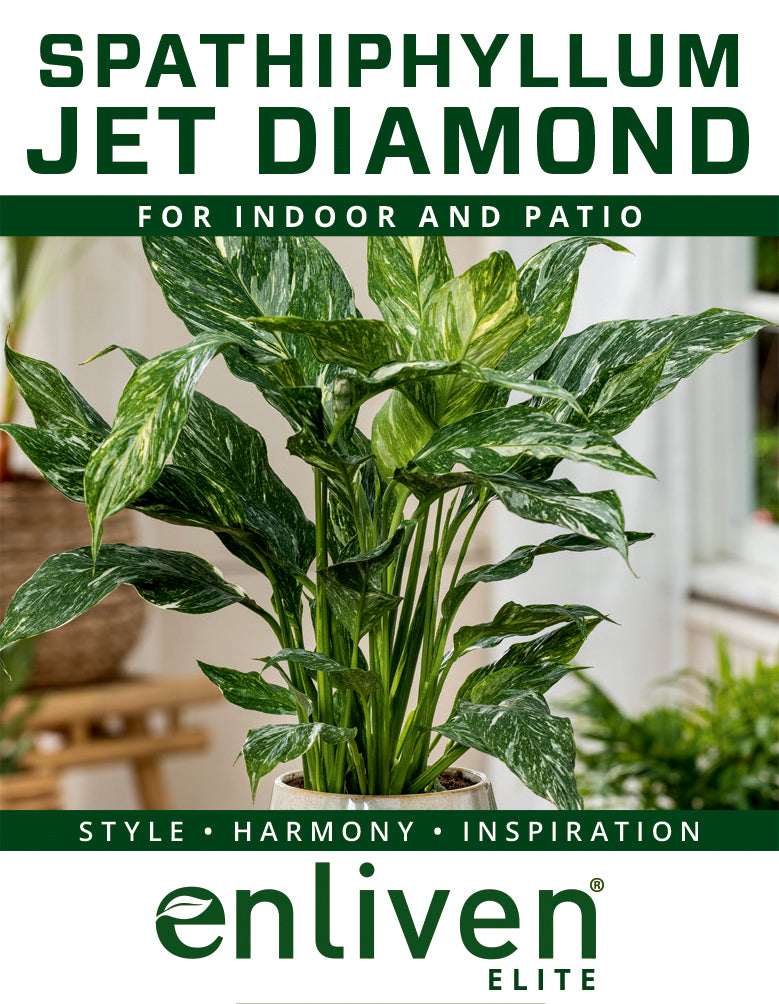 peace lily jet diamond Spathiphyllum floribundum 'Jet Diamond'