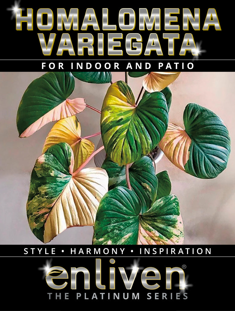 Homalomena rubescens Variegata - Bare Bottom Baby