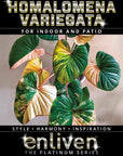 Homalomena rubescens Variegata - Bare Bottom Baby