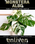 Monstera borsigiana 'Albo'