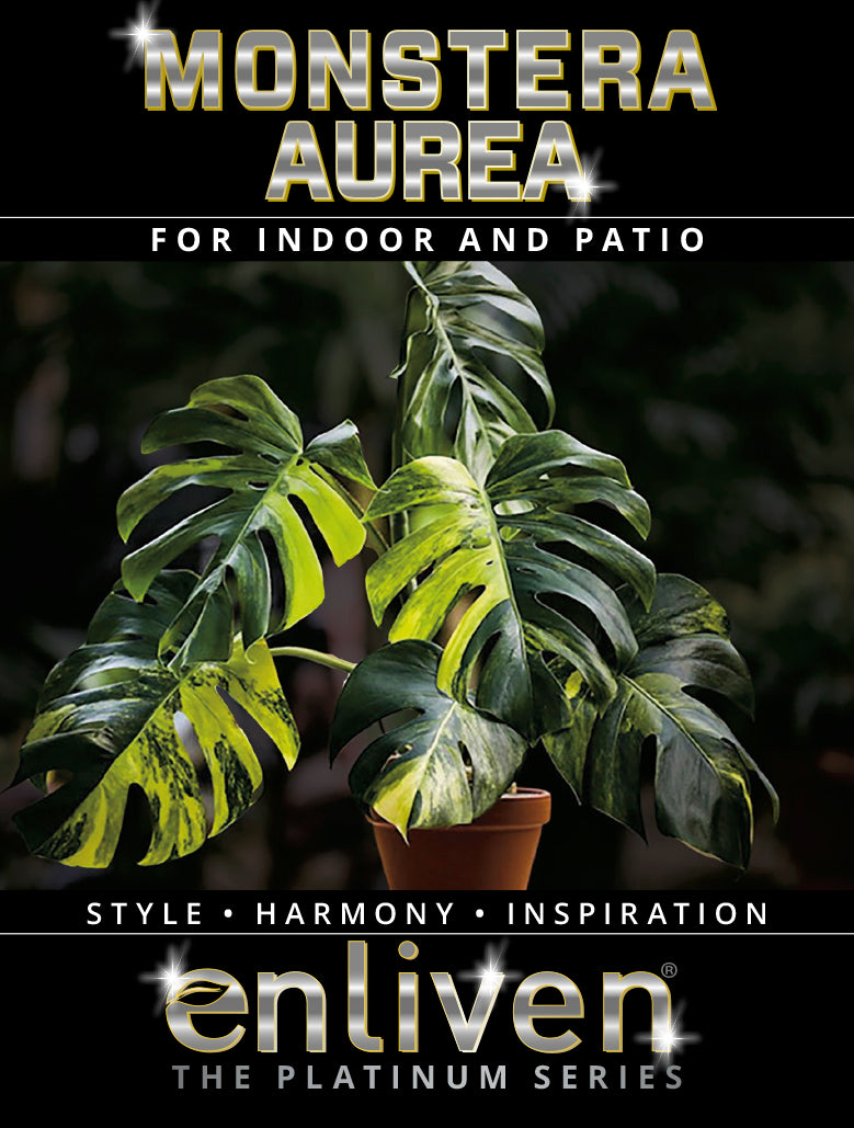 Monstera borsigiana Aurea