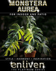 Monstera borsigiana Aurea