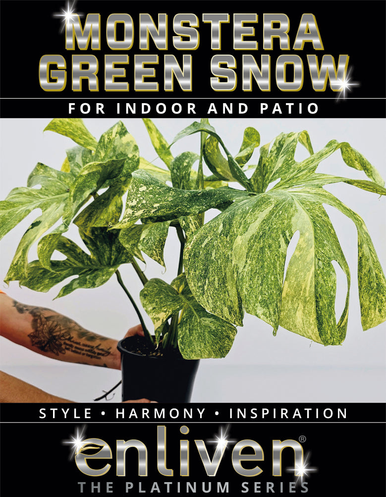 Monstera deliciosa Thai Green Snow - Bare Bottom Baby