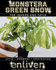 Monstera deliciosa Thai Green Snow - Bare Bottom Baby