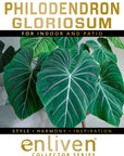 Philodendron gloriosum
