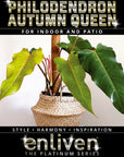 Philodendron erubescens Autumn Queen - Perfectly Imperfect Plants