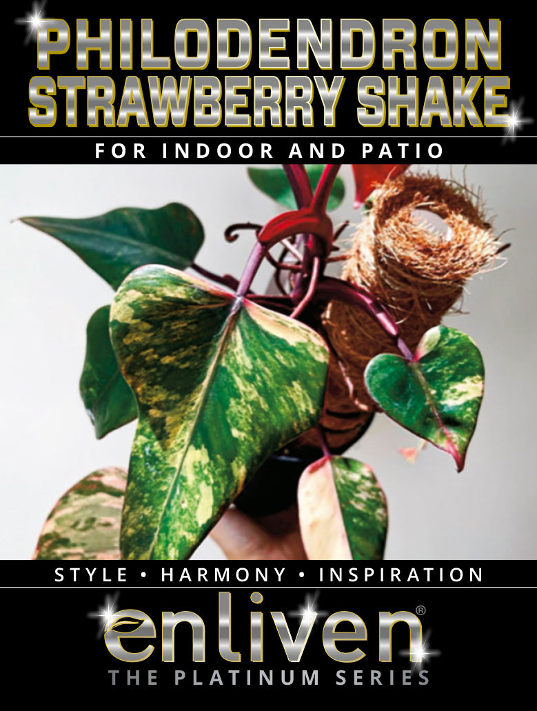 philodendron erubescens strawberry shake Philodendron erubescens Strawberry Shake