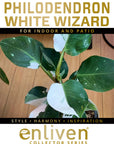 Philodendron erubescens White Wizard - Perfectly Imperfect Plants