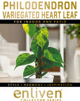 Philodendron hederaceum 'Variegata'
