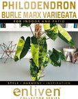 Philodendron Burle Marx variegata - Bare Bottom Baby