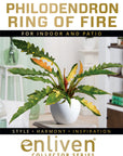 Philodendron serratum Ring of Fire - Perfectly Imperfect Plants