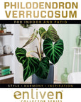 Philodendron verrucosum Variegata