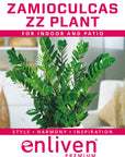 Zamioculcas zamiifolia ZZ Plant