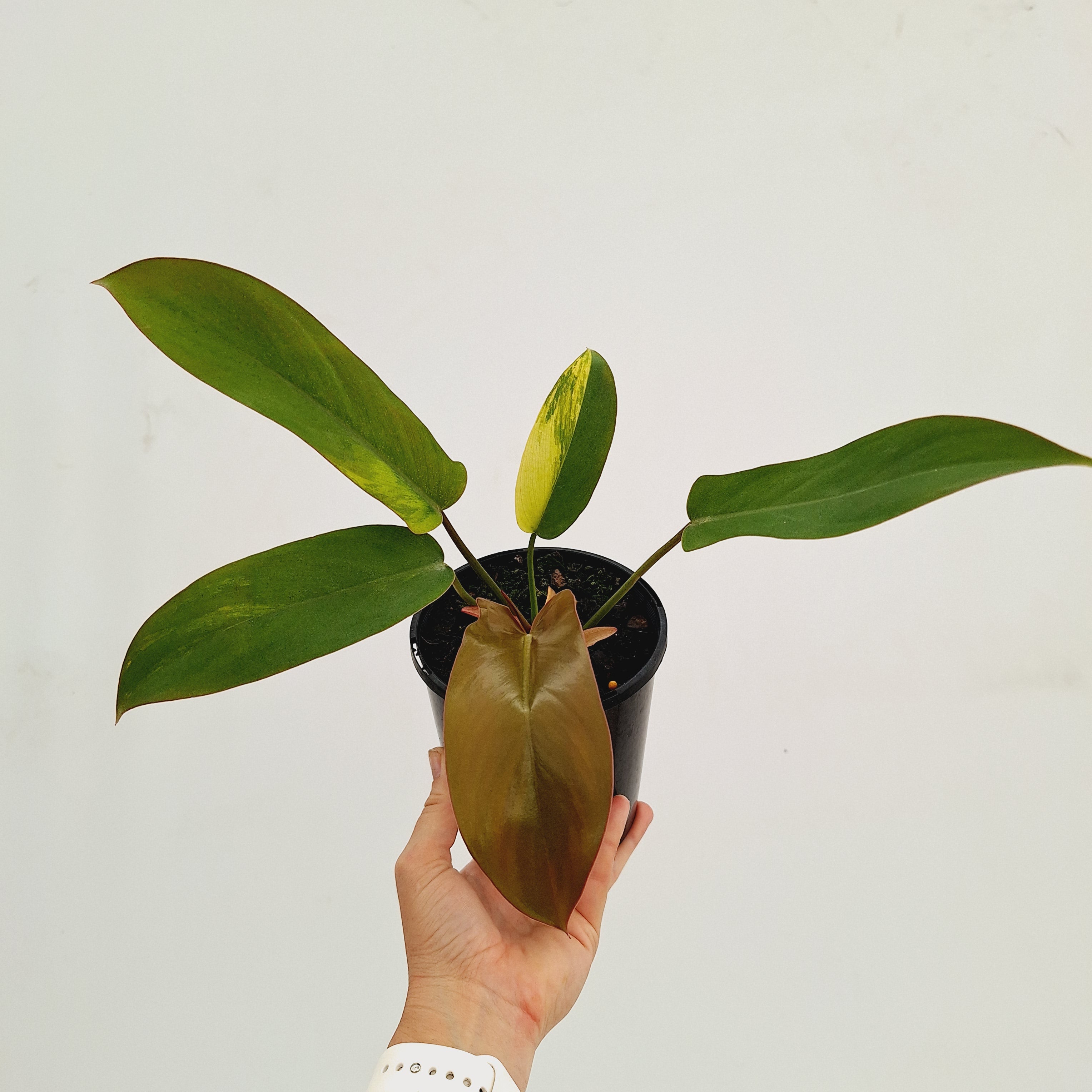 Philodendron pedatum &#39;Florida Bronze&#39; Variegata
