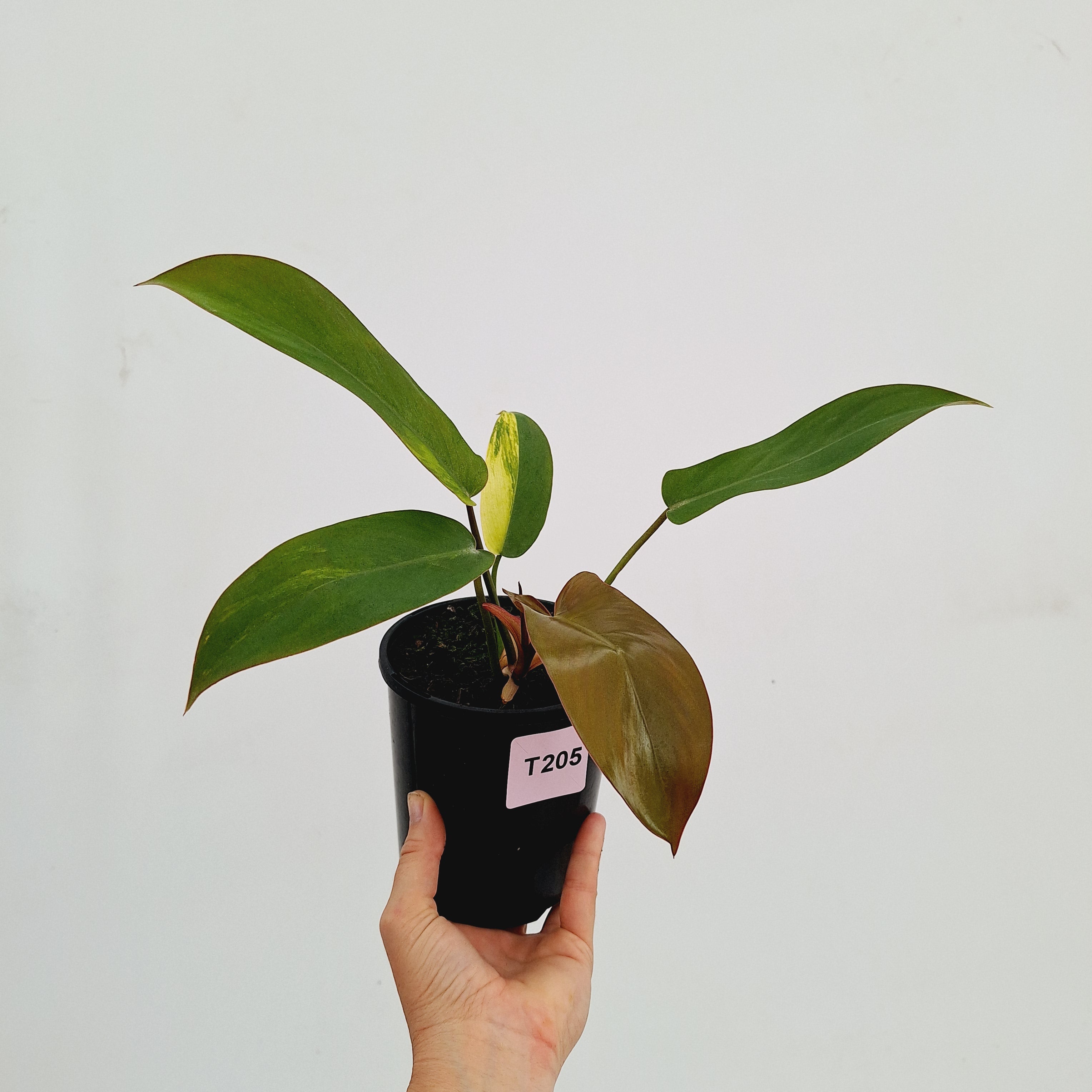 Philodendron pedatum &#39;Florida Bronze&#39; Variegata