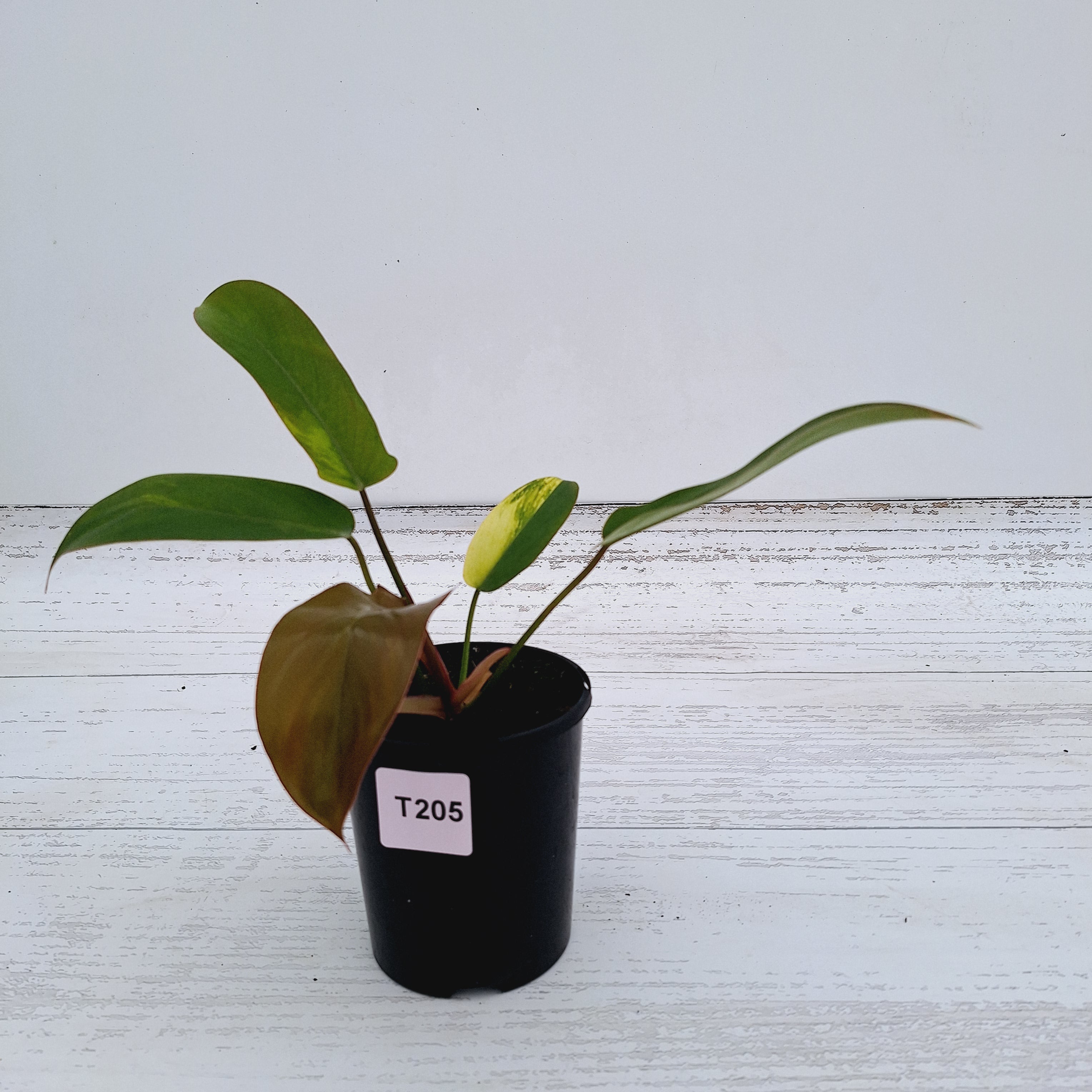 Philodendron pedatum &#39;Florida Bronze&#39; Variegata