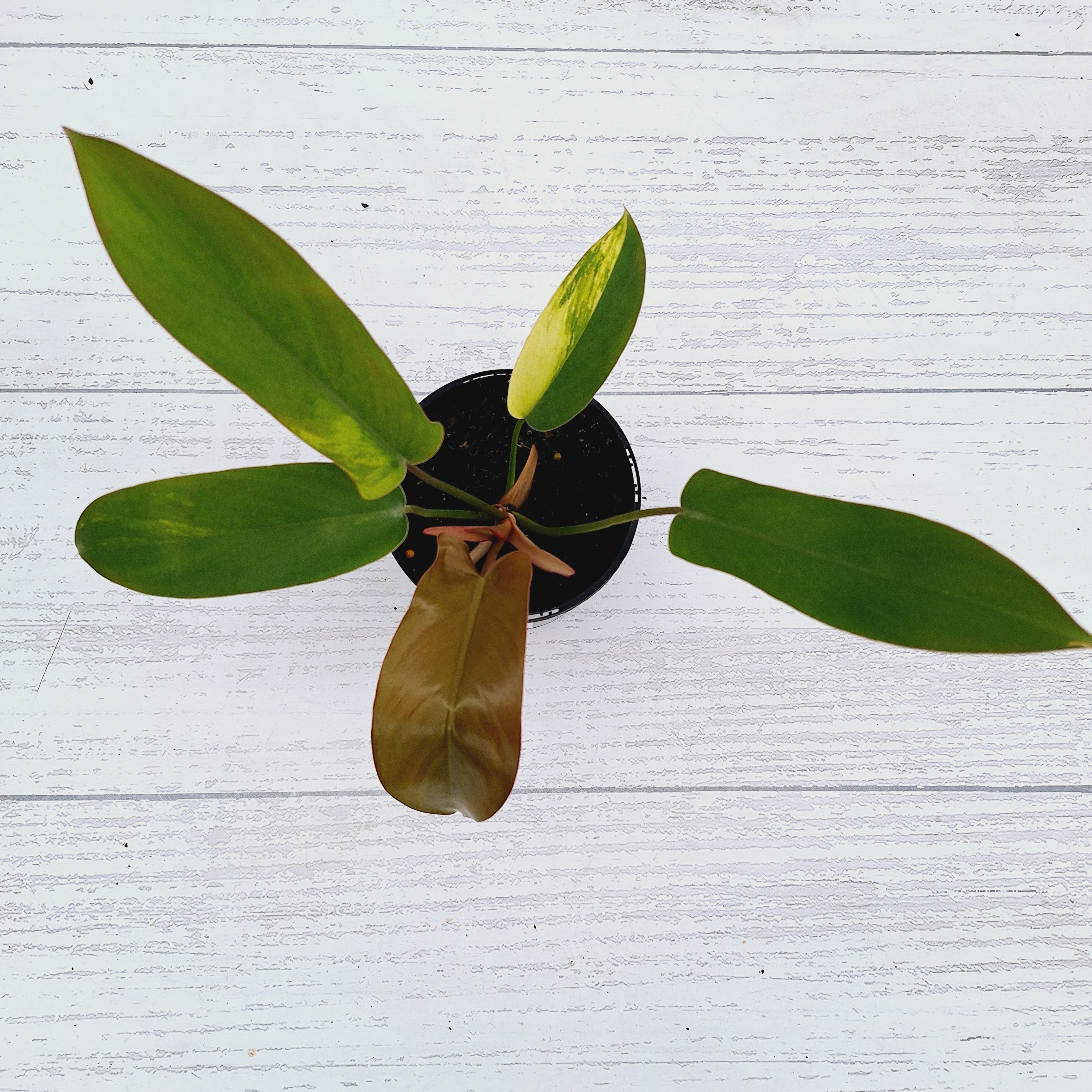 Philodendron pedatum &#39;Florida Bronze&#39; Variegata