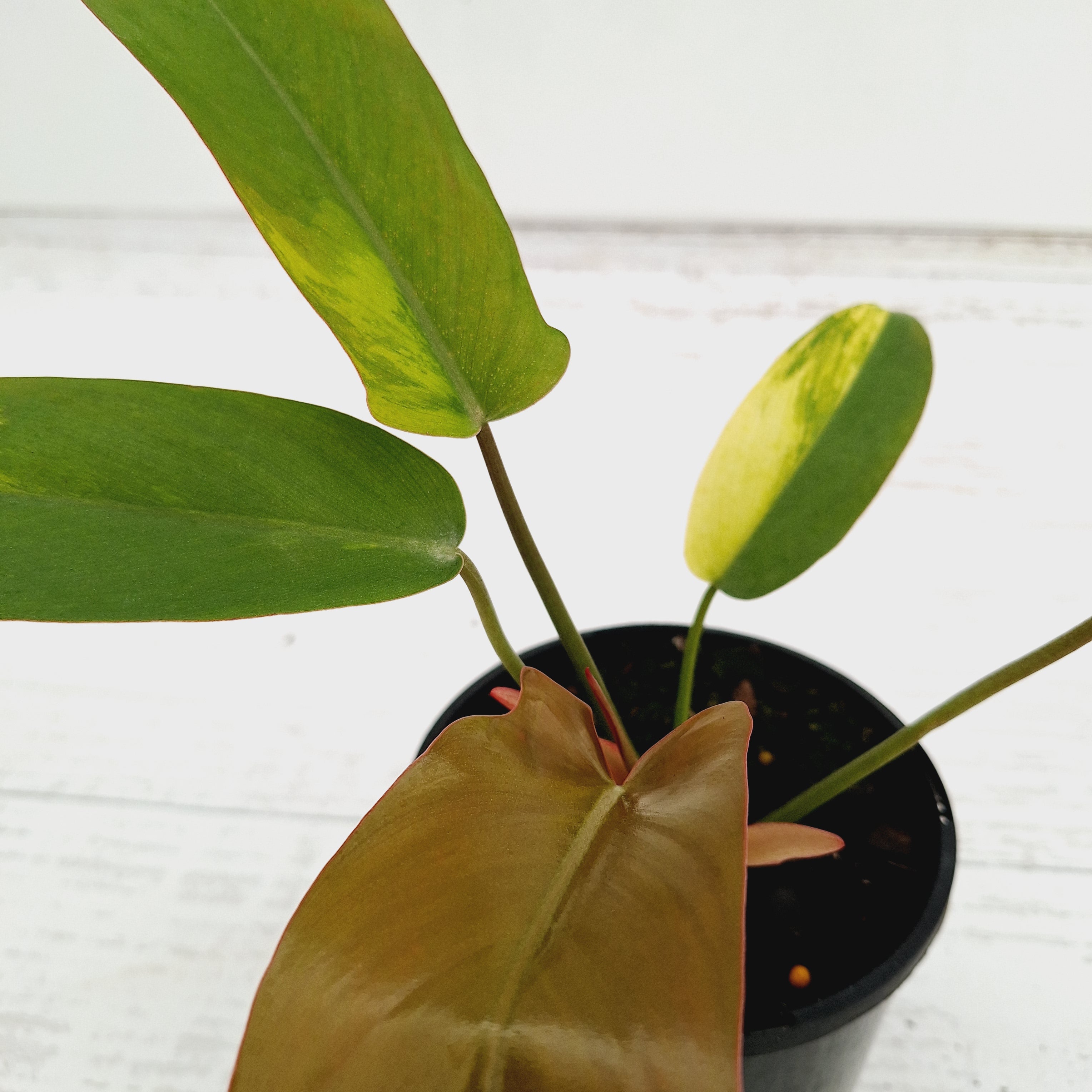 Philodendron pedatum &#39;Florida Bronze&#39; Variegata
